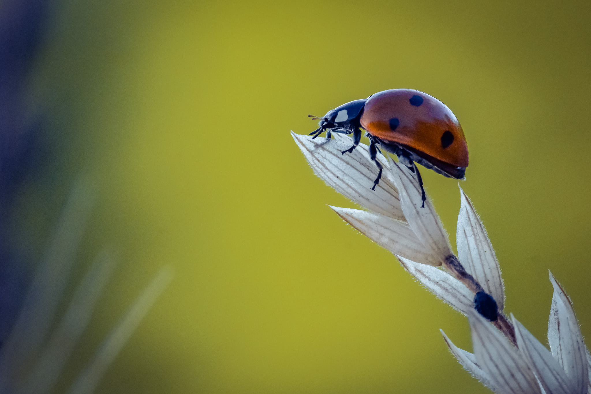 Une Coccinelle- lefevre photographe