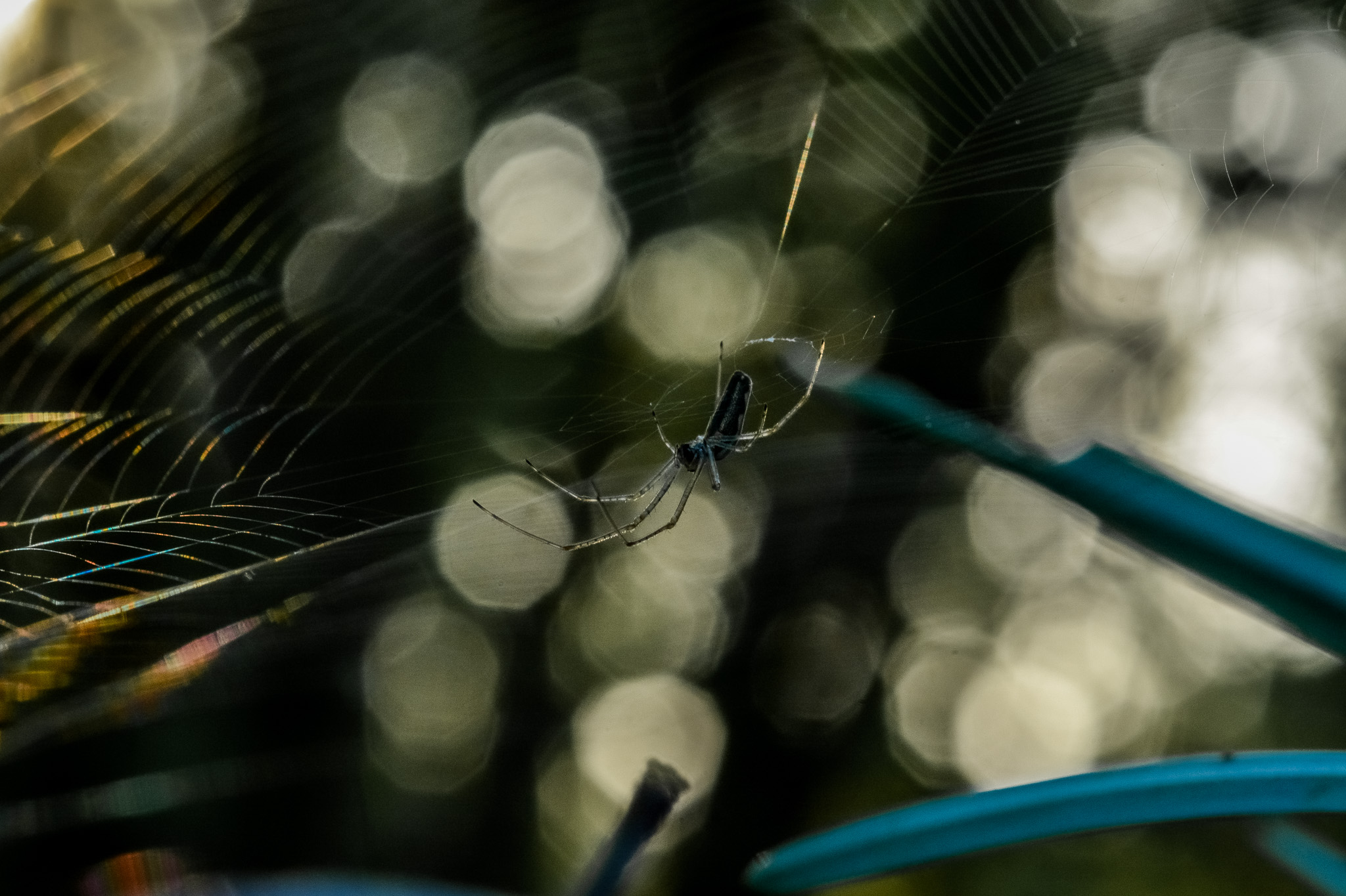 araignée- lefevre photographe