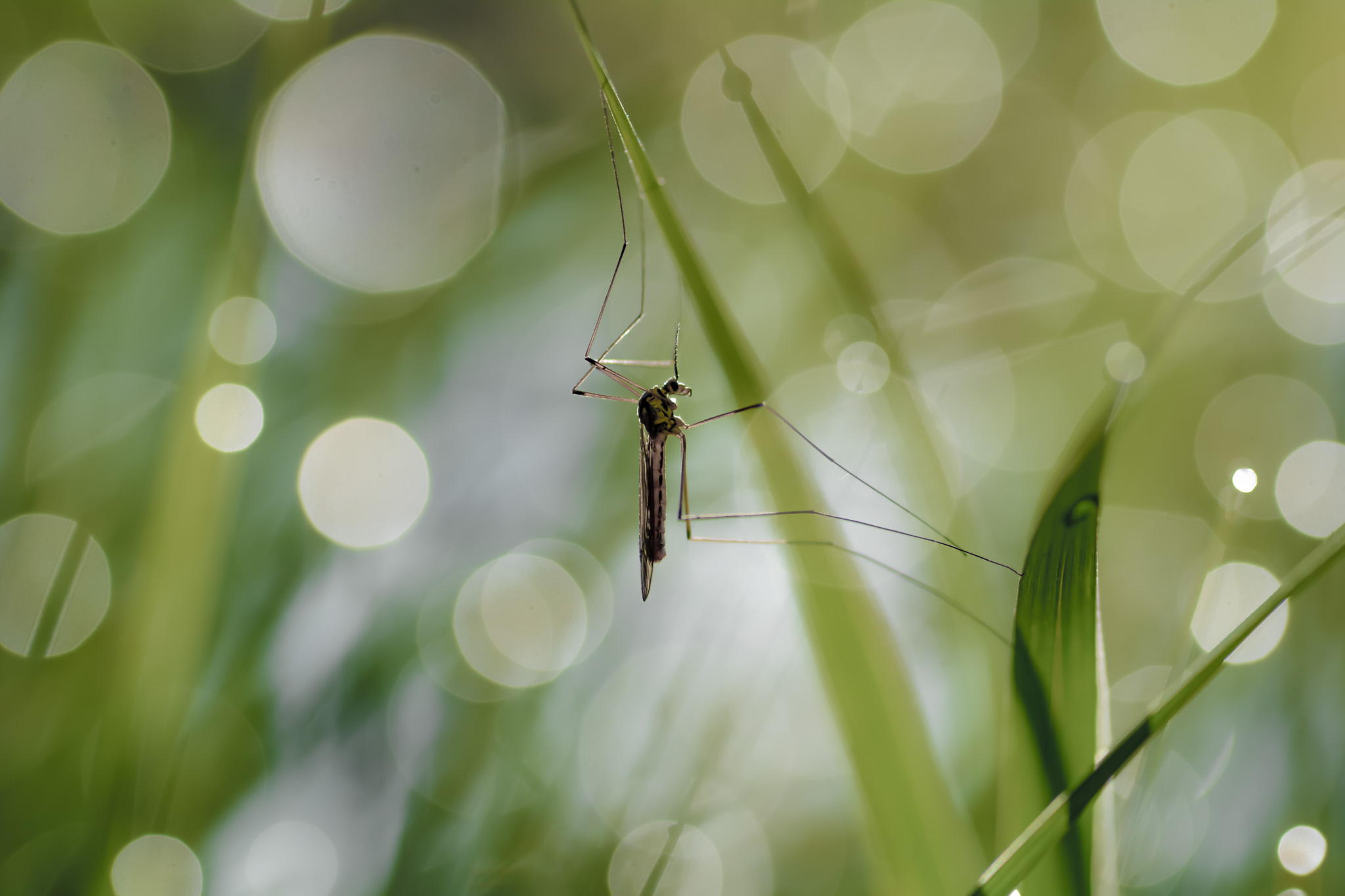 dicranomyia- lefevre photographe