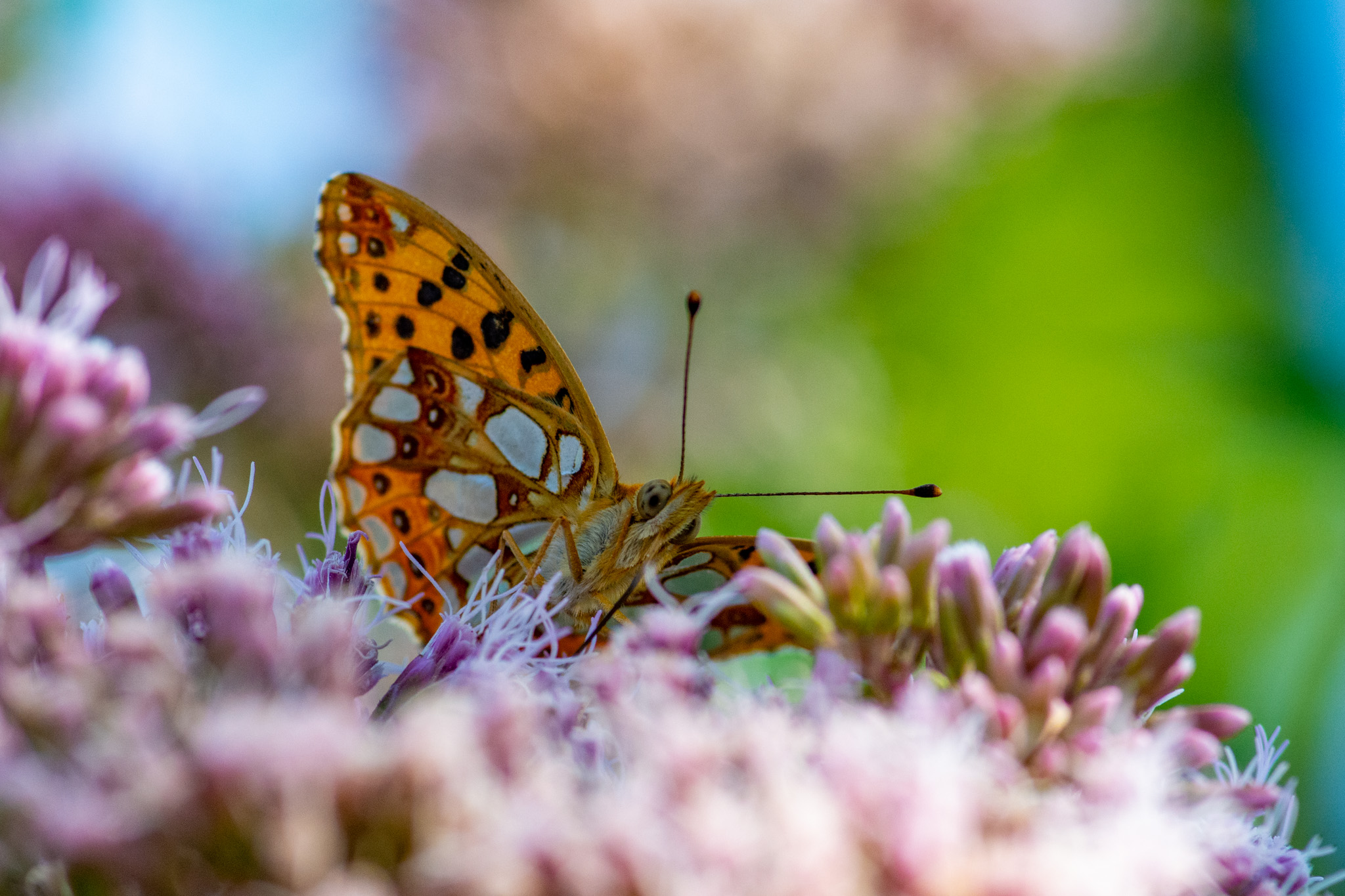 papillon Petit Nacré- lefevre photographe