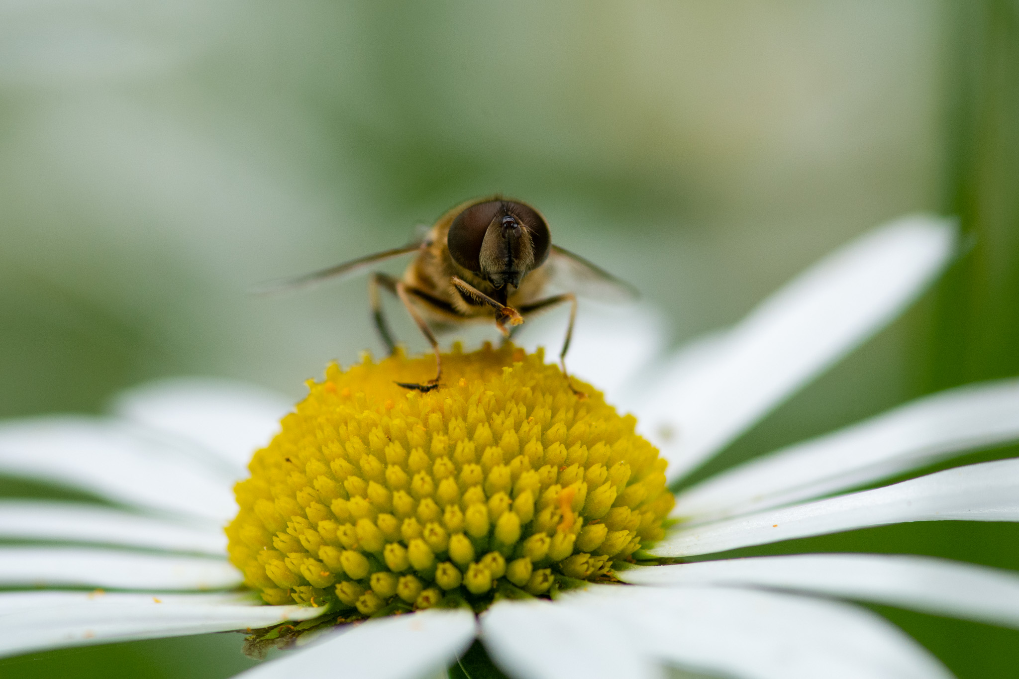 abeille marguerite- lefevre photographe