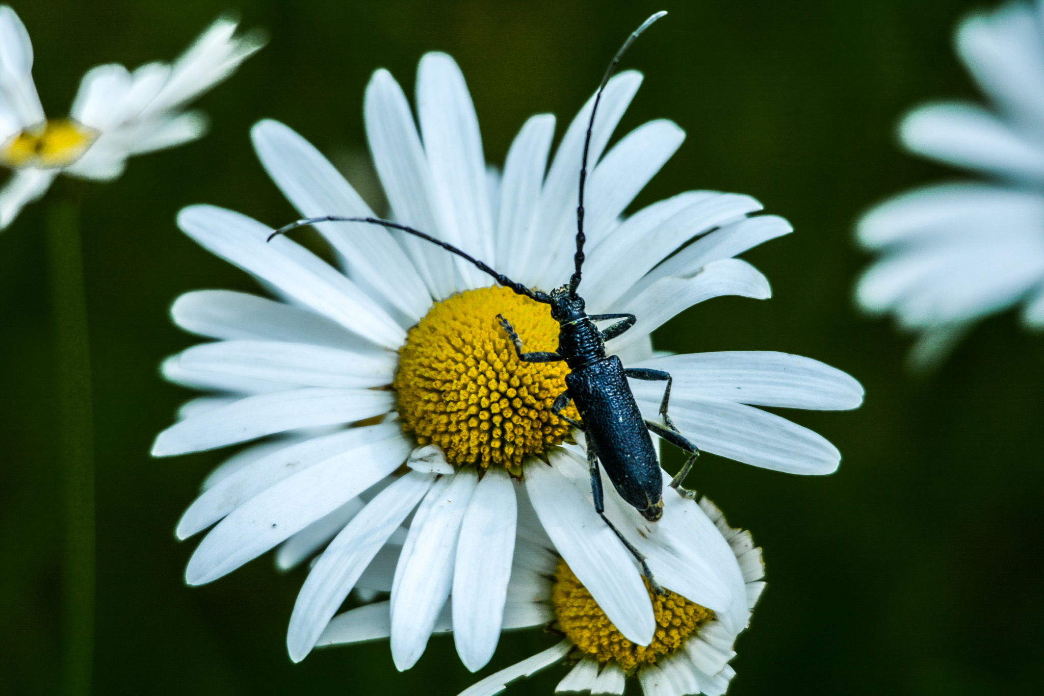 Coléoptère- lefevre photographe