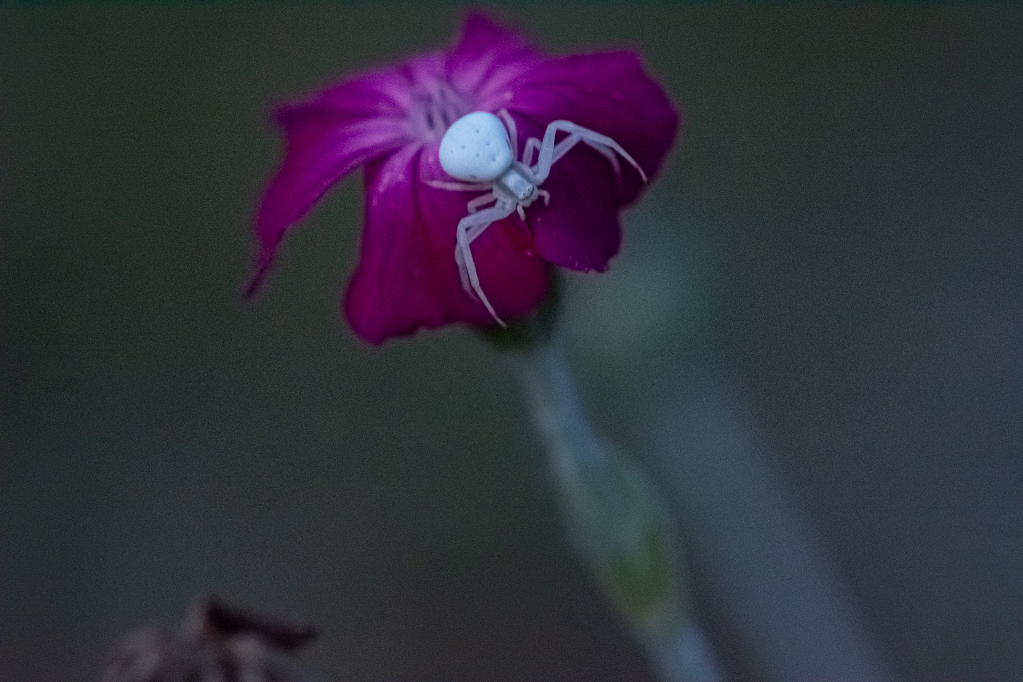 araignée- lefevre photographe