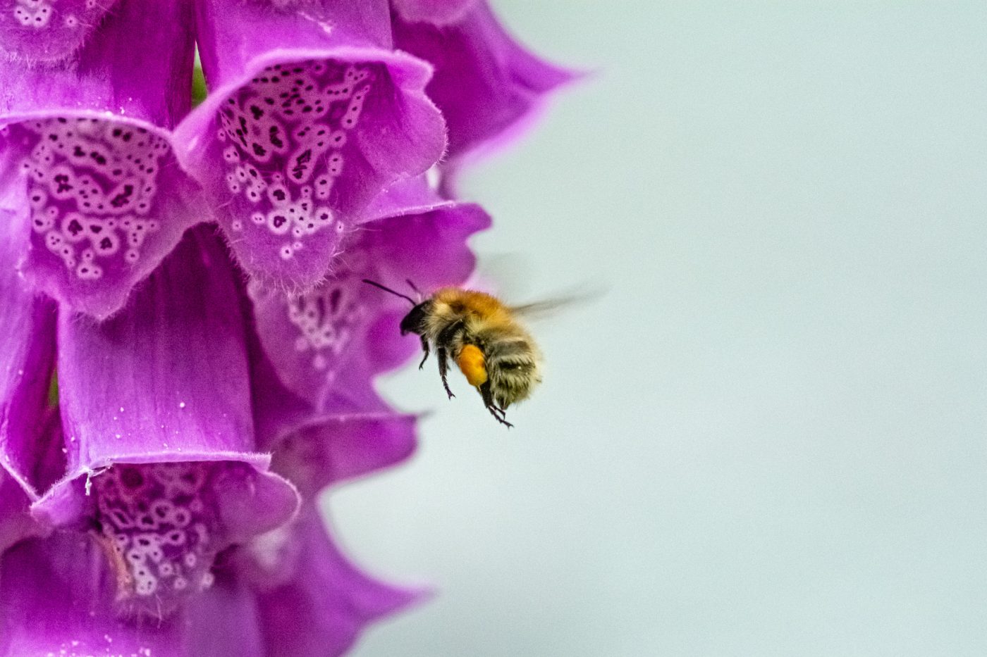 abeille- lefevre photographe