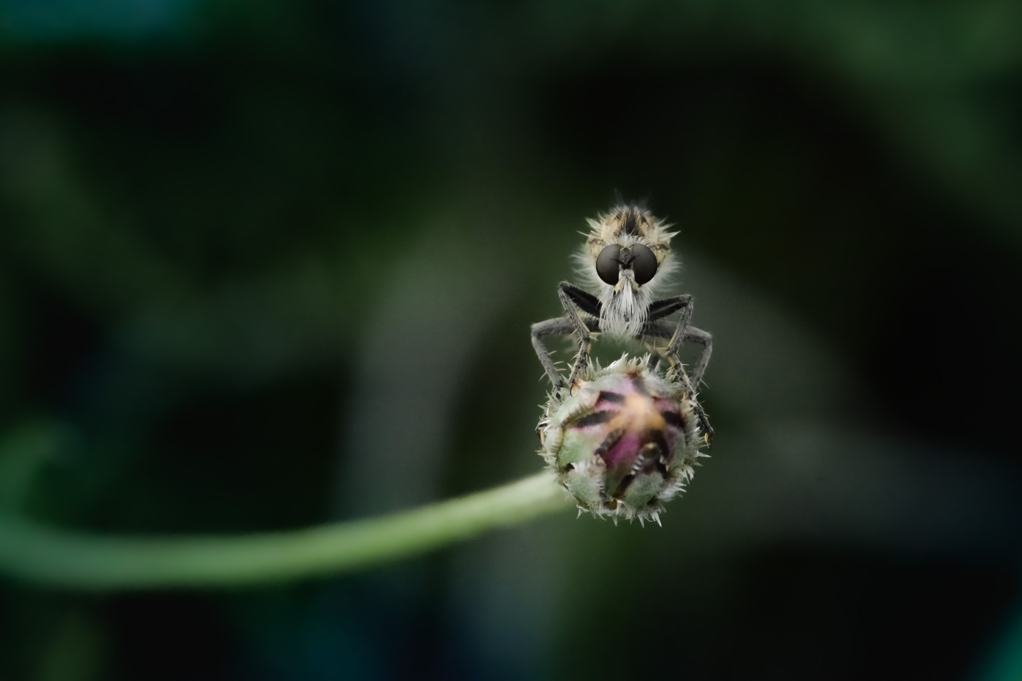 insecte avec des gros yeux- lefevre photographe