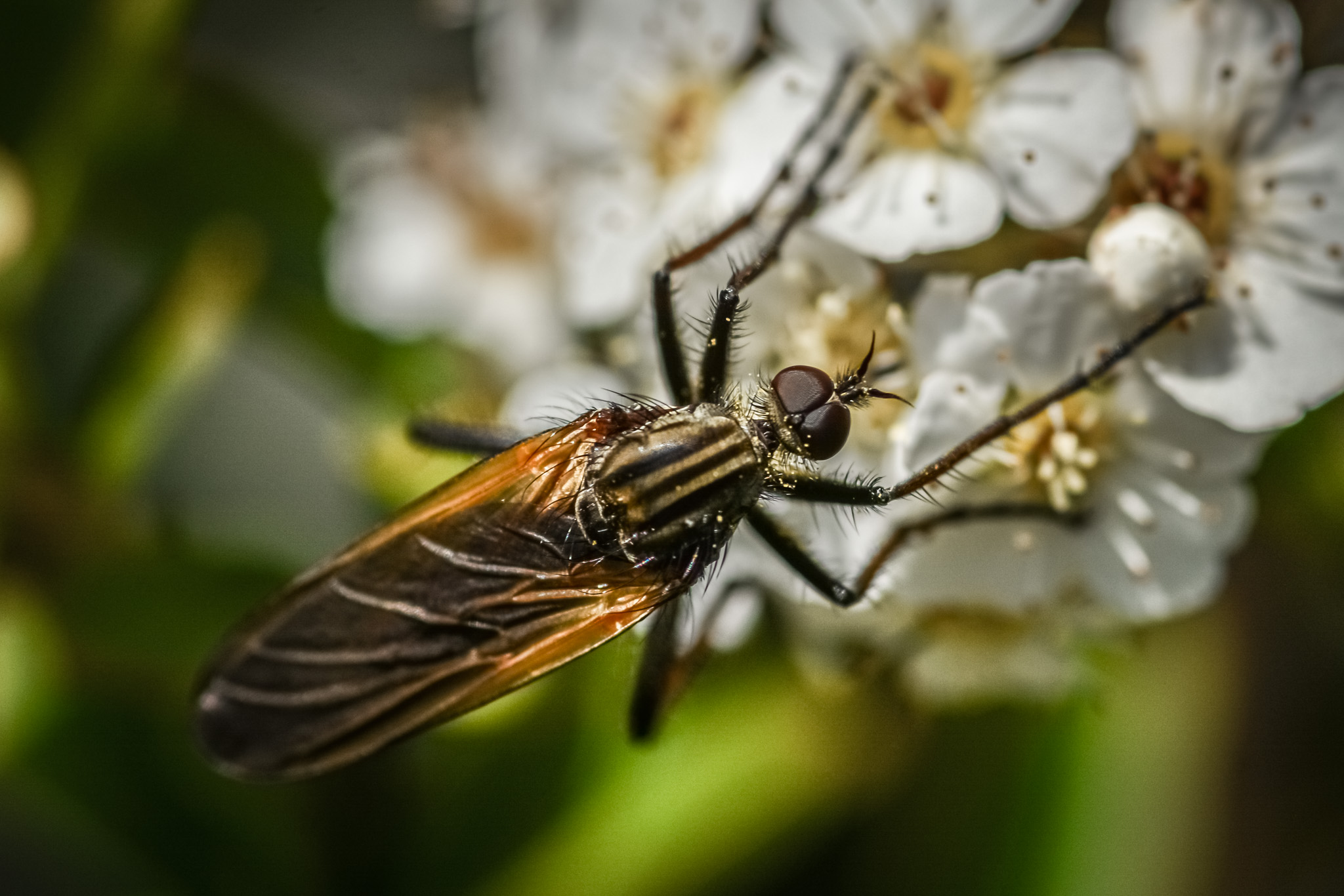 Asilidae- lefevre photographe
