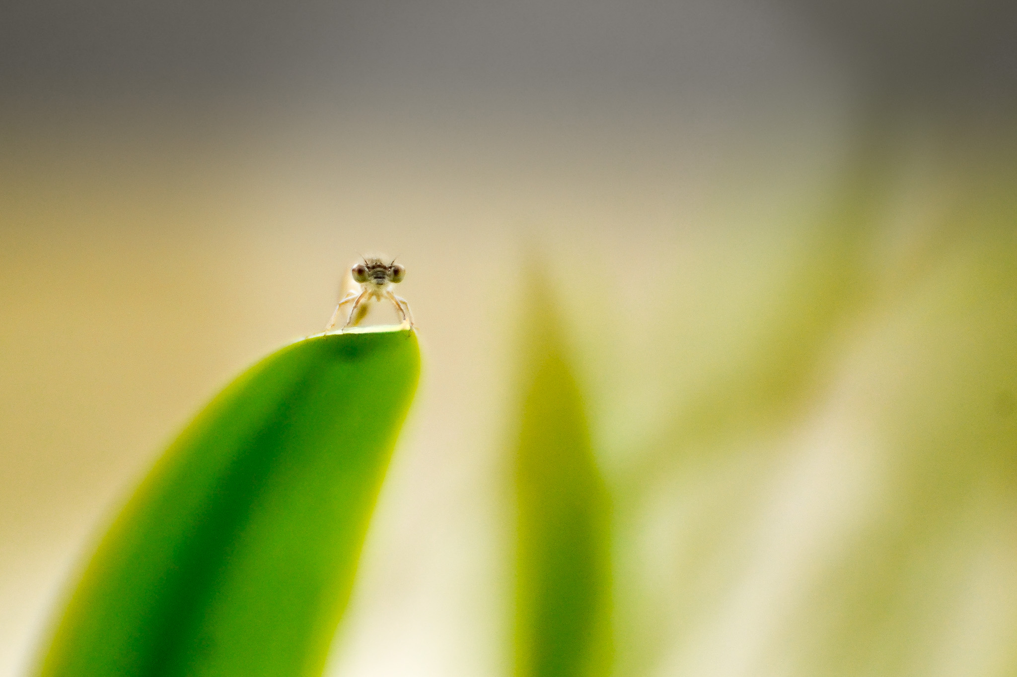libellule- lefevre photographe