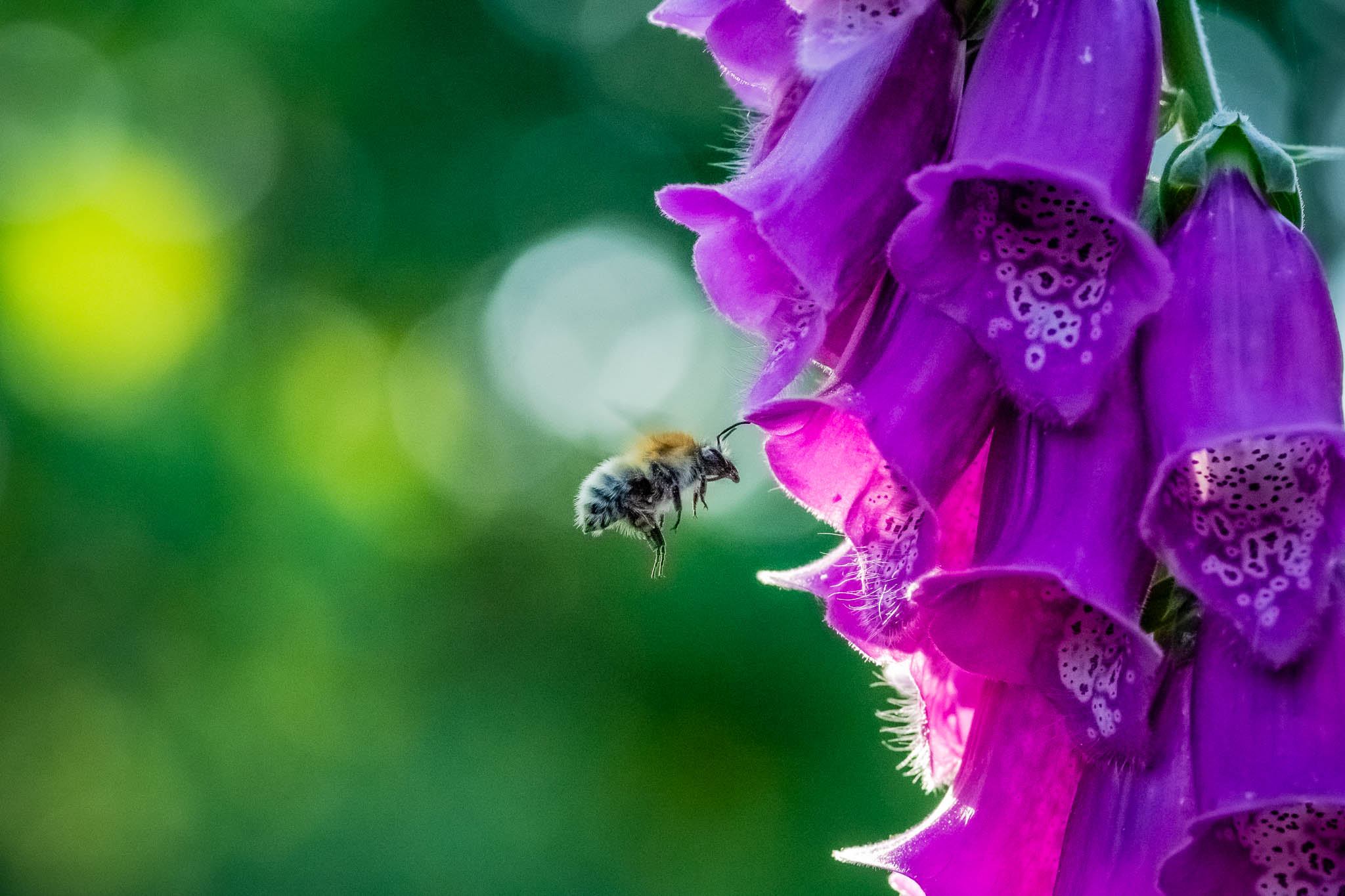 abeille- lefevre photographe